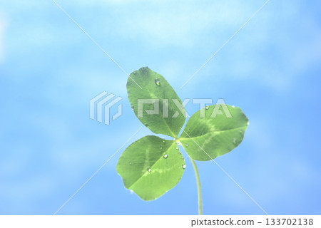 水滴和三葉草 133702138