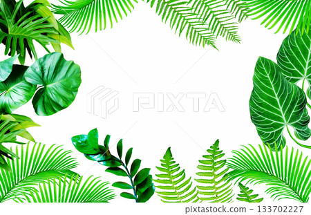 Tropical leaves. Vibrant green foliage of plants on white clear background Tropical leaves. Vibrant green foliage of plants on white clear background 133702227