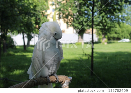 Tanimbar Cacatua goffiniana in the park hides its beak in feathers. Tanimbar Cacatua goffiniana in the park hides its beak in feathers. 133702409