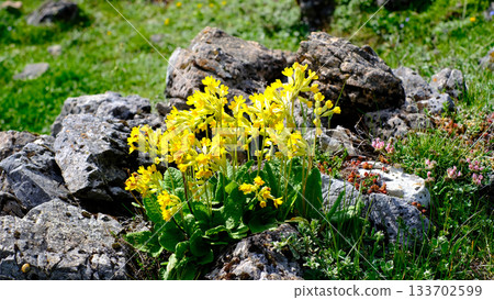 Close-up of vibrant yellow Cowslip Primula veris wildflowers blooming among grey limestone rocks in a green alpine meadow 133702599