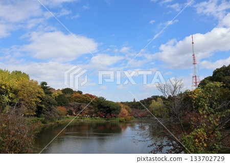 Autumn leaves at Mitsuike Park (Tsurumi Ward, Yokohama City) 133702729