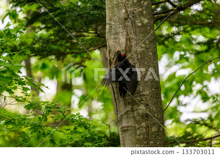 撫養孩子的黑啄木鳥 133703011
