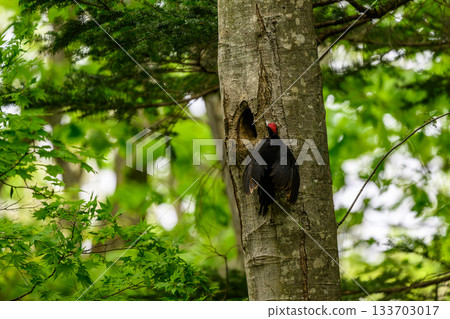 撫養孩子的黑啄木鳥 133703017