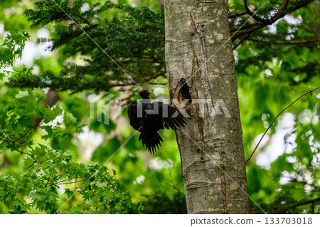 撫養孩子的黑啄木鳥 133703018