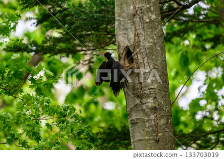 撫養孩子的黑啄木鳥 133703019