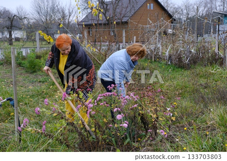 Senior 2 two woman is gardening on beautiful sunny day Senior 2 two woman is gardening on beautiful sunny day 133703803