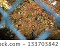 Autumn leaves seen through the fence 133703842