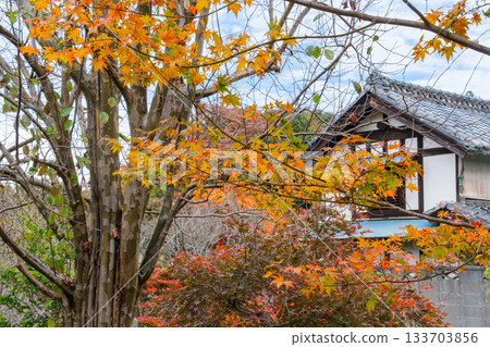 Autumn leaves and white walls Autumn leaves and white walls 133703856