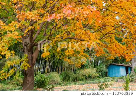 竹林和秋葉 133703859