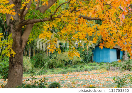 Autumn leaves and barn 133703860