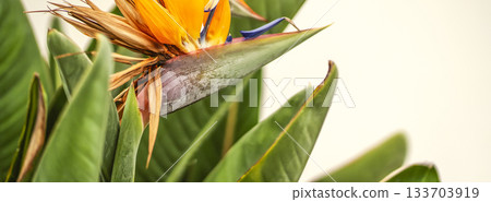 Beautiful flower strelitzia reginae, bird of paradise growing in a garden. Beautiful flower strelitzia reginae, bird of paradise growing in a garden. 133703919