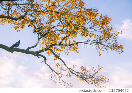 秋日裡，鴿子棲息在樹枝上。 133704052