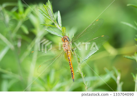 Summer mountain: A damselfly resting its wings on wildflowers 01 Summer mountain: A damselfly resting its wings on wildflowers 01 133704090