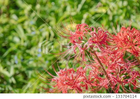 Autumn flowers: Red spider lilies blooming by the water 03 133704114