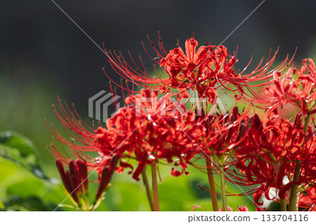 Autumn flowers: Red spider lilies blooming by the water 05 133704116
