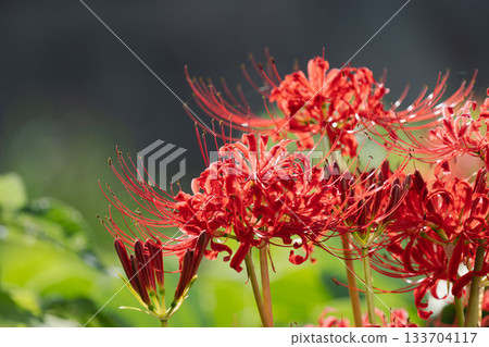 秋花：水邊盛開的紅蜘蛛百合 06 133704117