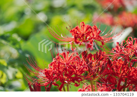 Autumn flowers: Red spider lilies blooming by the water 08 133704119