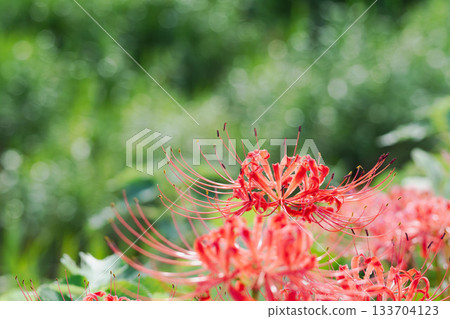 Autumn flowers: Red spider lilies blooming by the water 12 133704123