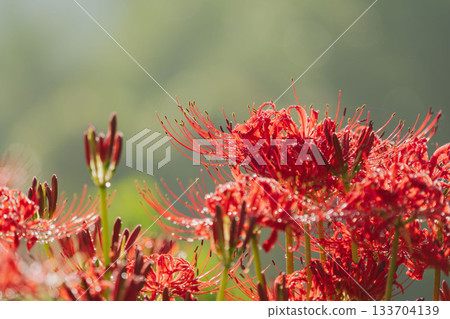 Autumn flowers: Cluster amaryllis wet with morning dew 11 133704139