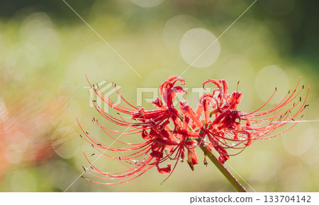 Autumn flowers: Cluster amaryllis wet with morning dew 14 Autumn flowers: Cluster amaryllis wet with morning dew 14 133704142
