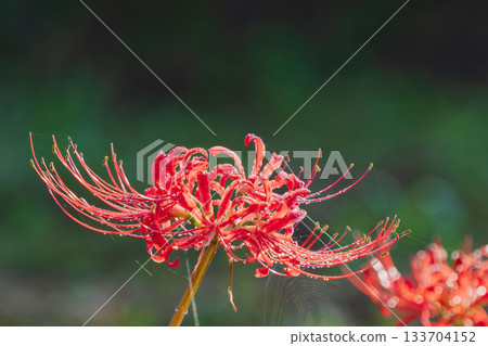 秋花：30簇朱頂紅，沾滿晨露。 133704152