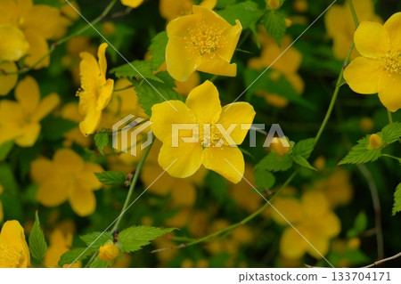 Yamaboki鮮花盛開 133704171