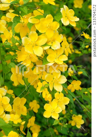 Yamaboki flowers in full bloom 133704172