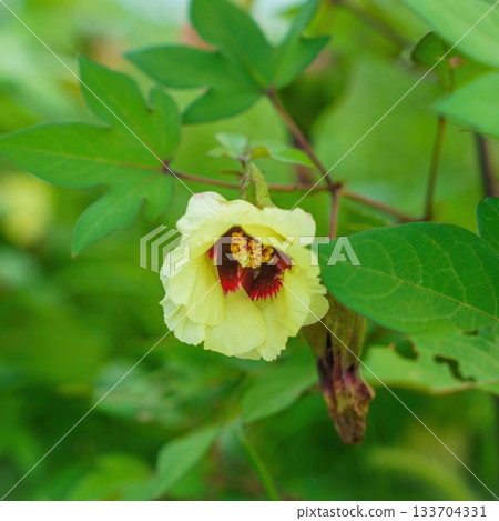 Yellow cotton flowers blooming quietly in full bloom 133704331