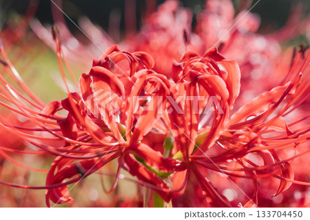 Autumn flowers Macro photography of red spider lilies swaying in morning dew 06 133704450