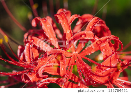 秋日花卉：晨露中搖曳的紅蜘蛛百合微距攝影 09 133704451