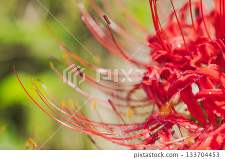 Autumn flowers: Macro photography of red spider lilies swaying in morning dew 11 133704453