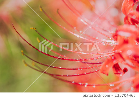 秋日花卉：晨露中搖曳的紅蜘蛛百合微距攝影 23 133704465