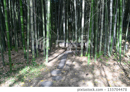 Kyoto Kitasaga Osawa Pond Bamboo Forest Path-5 133704478