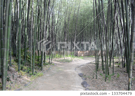 京都北佐賀大澤池竹林步道4 京都北佐賀大澤池竹林步道4 133704479