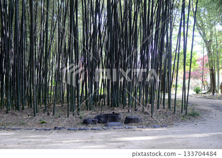 京都北佐賀大澤池竹林步道3 133704484