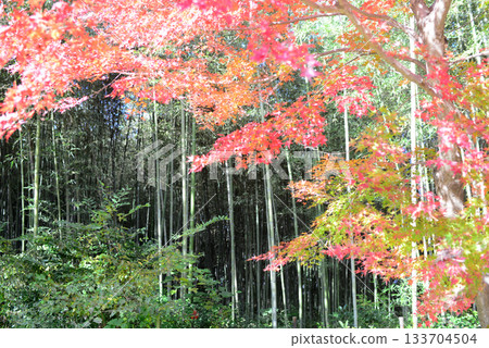 京都北佐賀大澤池紅葉路的秋葉-1 133704504