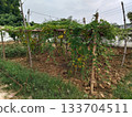 A bamboo structure stands in a lush green field, offering support for climbing plants. The tropical landscape is vibrant with life and growth. vegetables plant hanging on bamboo. Bamboo stalks are 133704511