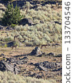 Coyotes in Lamar Valley, Yellowstone National Park, USA 133704546