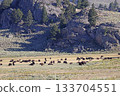 Bisons in Lamar Valley, Yellowstone National Park, USA 133704551
