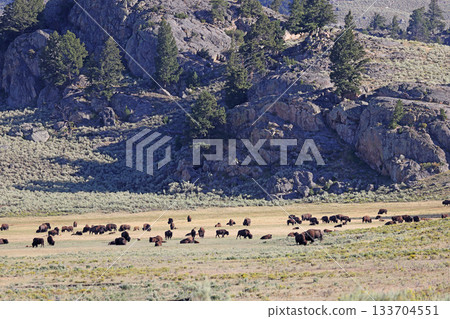 Bisons in Lamar Valley, Yellowstone National Park, USA Bisons in Lamar Valley, Yellowstone National Park, USA 133704551
