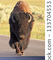 Bison walking on the road in Yellowstone National Park, Lamar Valley 133704553