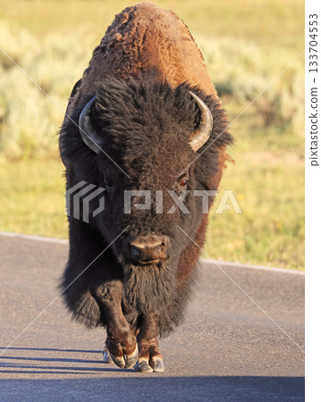 Bison walking on the road in Yellowstone National Park, Lamar Valley 133704553