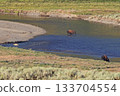 Bisons and wolf crossing the river in Lamar valley, Yellowstone National Park, USA 133704554