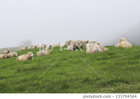 sheep on green field 133704564