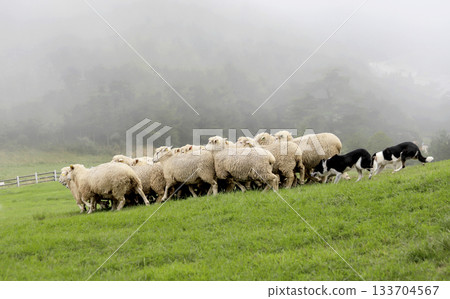 sheep on green field 133704567