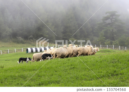 sheep on green field 133704568