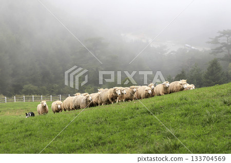sheep on green field 133704569