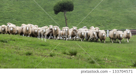 sheep on green field sheep on green field 133704571