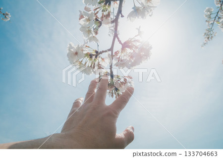 cherry blossom, cherry tree, bloom 133704663