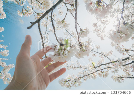 cherry blossom, cherry tree, bloom 133704666